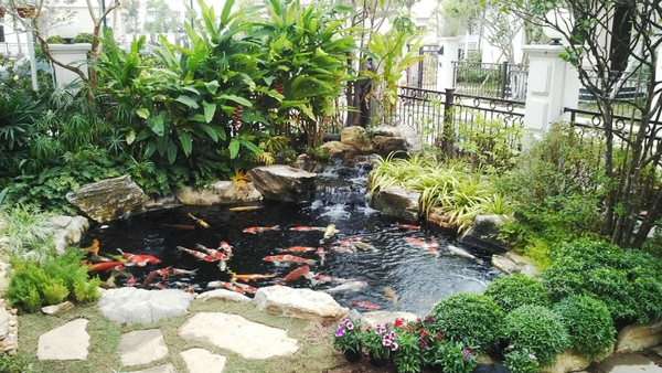 Thiết kế, thi công hồ cá Koi Nhật phong thủy, phát tài