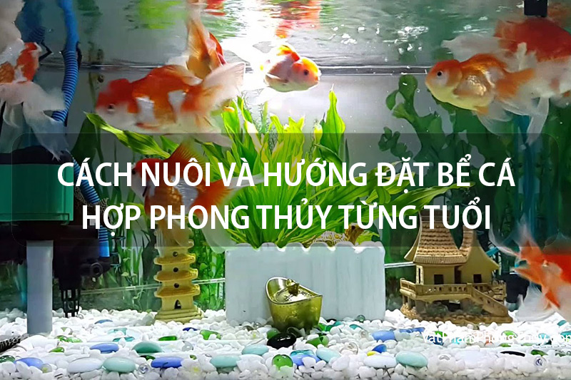 Hồ cá phong thủy
