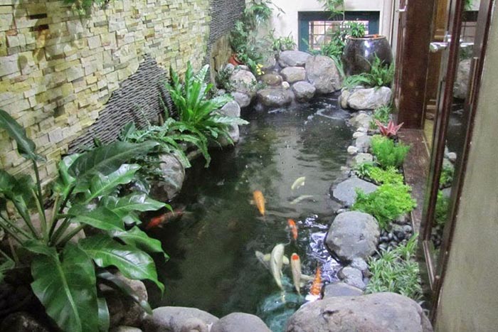 Hồ cá Koi mini trong nhà